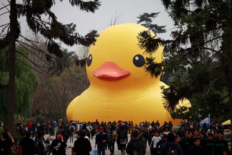 Hoy Vuelve El Festival Hecho En Casa Con Su Pato De Hule Gigante Punto Prensa 